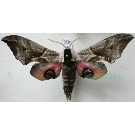 Smerinthus ocellata (Linnaeus, 1758) Nastrosz półpawik Poland20n